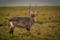 090 Masai Mara, waterbok